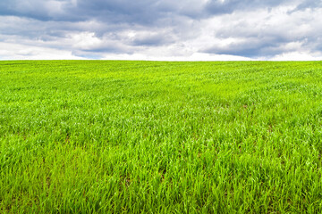 Storm clouds over the green field. Dark cloudy sky over young green grass. Classic natural texture for editing and design.