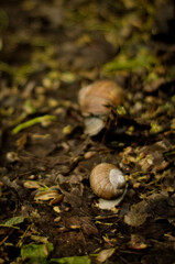 Duże ślimaki na leśnej ścieżce w wiosennej aurze.