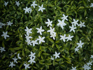 Obraz na płótnie Canvas Blossom white star flower Ipheion uniflorum with green leaves close up view background wallpaper