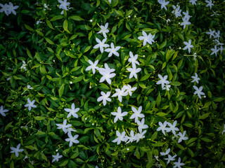 Blossom white star flower Ipheion uniflorum with green leaves close up view background wallpaper