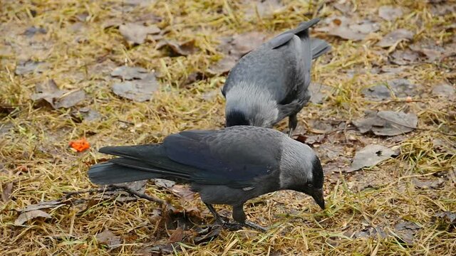 couple of jackdaws are busy looking for insects in fallen leaves