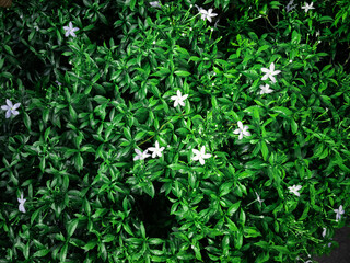 Blossom white star flower Ipheion uniflorum with green leaves close up view background wallpaper
