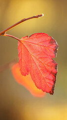 vertical photo of an autumn leaf hanging on a branch background blurred
