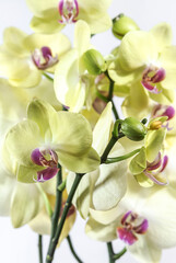 Light yellow orchid flowers