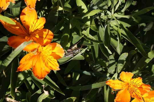 Grillos juntos, sobre flores. 