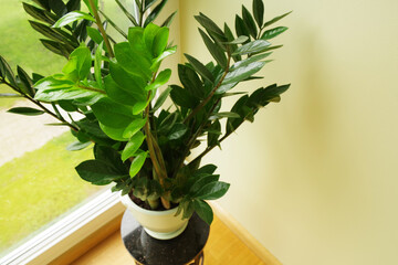 Zamioculcas flower in pot. Zamioculcas zamiifolia. Home decor interior concept with natural home plant