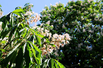 Obraz na płótnie Canvas Beautiful background with blooming chestnuts, lush greenery against the blue sky
