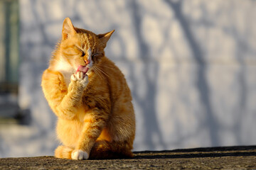 a ginger cat licks its front paw with its tongue out - obrazy, fototapety, plakaty