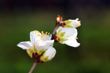 Peach blossom in the park, North China