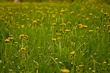 Wiosenna biało, żółto, zielona wysoka, kwiecista łąka, pełna zieleni. Pełna kwiatów mlecza.