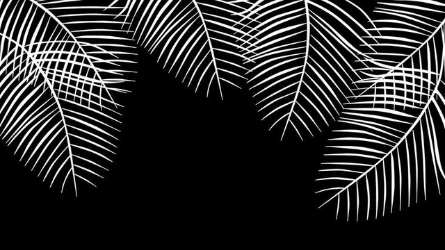 Coconut palm leaves, tropical summer frame and floral background animation. Seamless loop. Luma matte. Green branches.