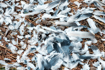 feathers on the ground from a bird
