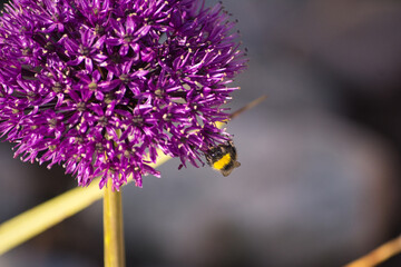 Bee pollinating on allium flower. - obrazy, fototapety, plakaty