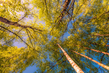 Fototapeta premium Spring in the deciduous forest. View of the tops of the trees in the sunlight from the ground level