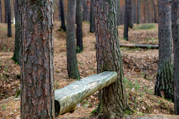 an empty bench in the forest between the trees is made for those who are tired of walking