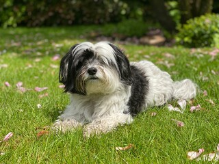 Hund liegt auf den Rasen / Dog on the grass / Havaneser