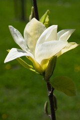 Magnolia - obrazy, fototapety, plakaty