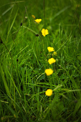 Żółte kwiaty rosnące w łuku, linii na zielonej łące.