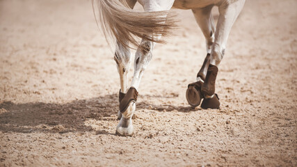 A rear view of a galloping gray horse, walking with shod hooves on the sand in the arena, illuminated by sunlight. Equestrian sports.