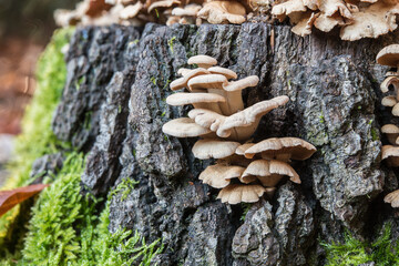 closeup, tree, fungi, natural, mossy, green, brown, disease, shelf, mushroom, macro, moss, flora,...