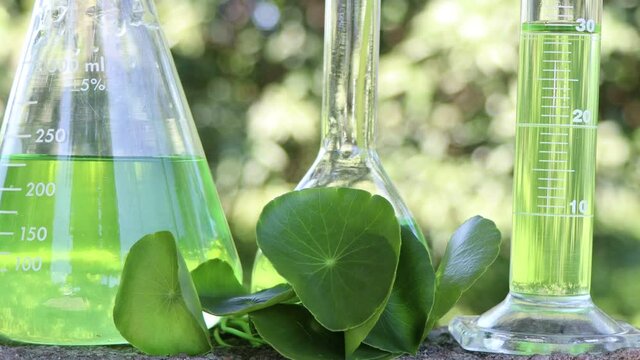 Centella asiatica leaves and green water in biological test tubes