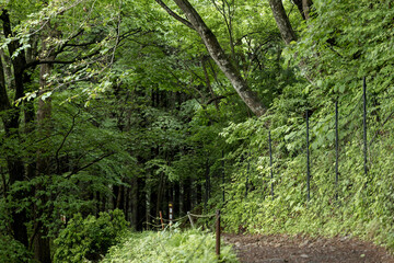 雨上がりの東京御岳山の登山道