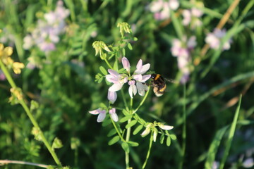 Biene auf Blume
