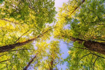 Spring in the deciduous forest. View of the tops of the trees in the sunlight from the ground level