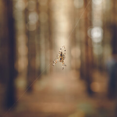 Dans la toile