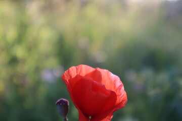 Roter Mohn