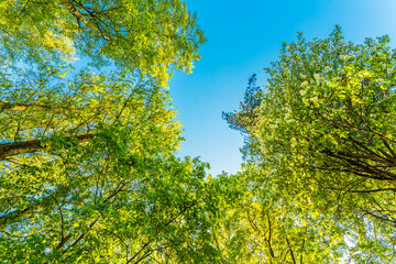 Spring in the deciduous forest. View of the tops of the trees in the sunlight from the ground level