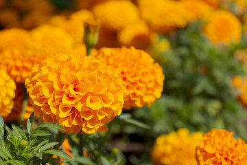 Close up view of orange French marigold (Tagetes patula) 'Hero Orange' (Hero Series) flowers. Selective focus. Ornamental garden. Beauty in nature theme.