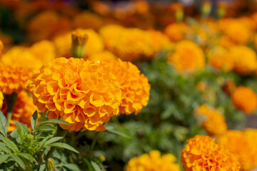 Close up view of orange French marigold (Tagetes patula) 'Hero Orange' (Hero Series) flowers. Selective focus. Ornamental garden. Beauty in nature theme.