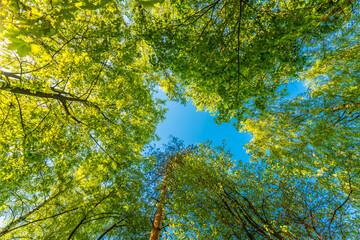 Spring in the deciduous forest. View of the tops of the trees in the sunlight from the ground level