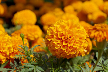 Close up view of orange French marigold (Tagetes patula) 'Hero Orange' (Hero Series) flowers. Selective focus. Ornamental garden. Beauty in nature theme.