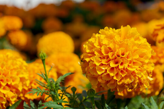 Close up view of orange French marigold (Tagetes patula) 'Hero Orange' (Hero Series) flowers. Selective focus. Ornamental garden. Beauty in nature theme.