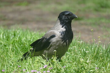 Large hooded crow (Corvus cornix) bird searching for food on a lawn.