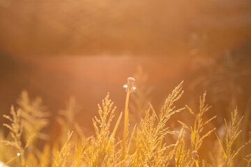 field at sunset