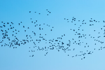 Vogelschwarm im blauen Himmel