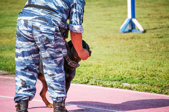 A Police Officer Training A Sniff Dog For Finding Drugs, Weapons, Explosives.