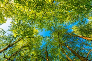 Spring in the deciduous forest. View of the tops of the trees in the sunlight from the ground level