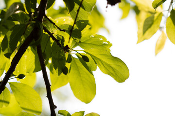 yellow leaves on a day