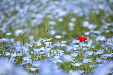 ネモフィラとポピー