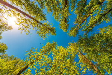 Spring in the deciduous forest. View of the tops of the trees in the sunlight from the ground level