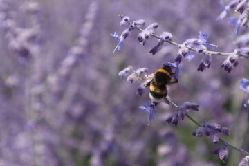 Biene im Lavendelfeld