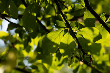 green leaves on a day