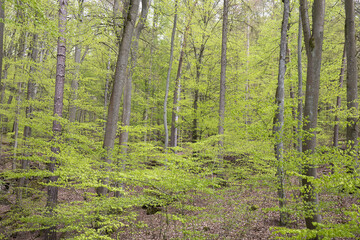 forest in spring with fresh green