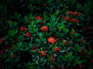 Blossomed West Indian Jasmine flower with green leaf