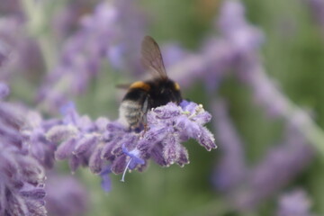 Biene im Lavendelfeld