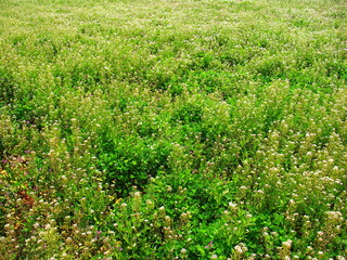 野原一面に咲く薺の花